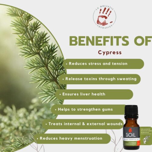 Cypress Essential Oil 10ml - Image 2