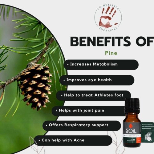 Pine Essential Oil 10ml - Image 2