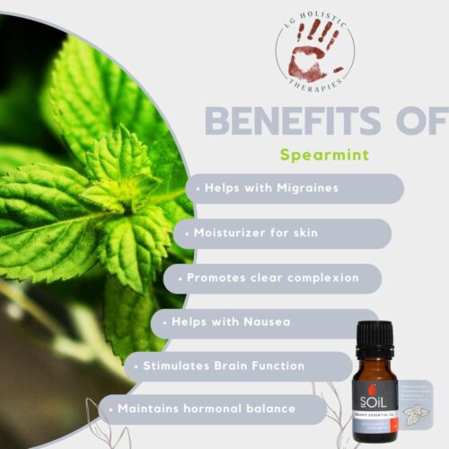 Spearmint Essential Oil 10ml - Image 2