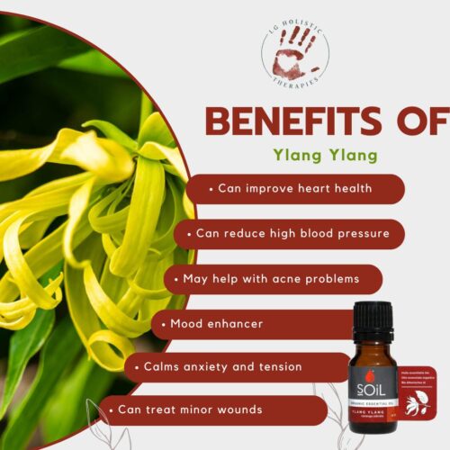Ylang Ylang Essential Oil - Image 2